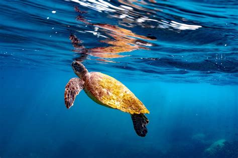 14 Best Places To Go Swimming With Turtles In Australia