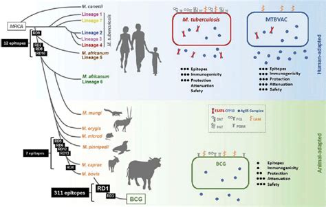 Phylogenetic Tree Of The M Tuberculosis Complex And Depiction Of M