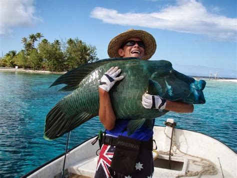 Big Fishes of the World: MAORI WRASSE (Cheilinus undulatus)