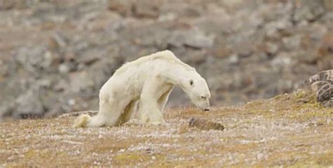 Vídeo chocante de urso polar mostra que o aquecimento global está