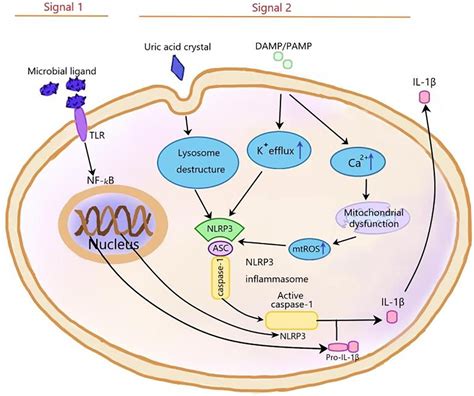 Frontiers The Role Of The Effects Of Autophagy On Nlrp Inflammasome