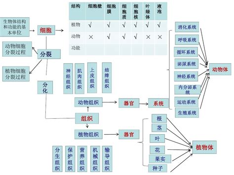 复习第三章 细胞怎样构成生物体 思维导图word文档在线阅读与下载免费文档