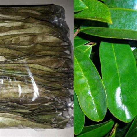 Jual Daun Sirsak Kering Basah Segar Lembar Termurah Obat Kista