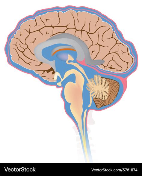 Cerebrospinal fluid csf it protects brain Vector Image