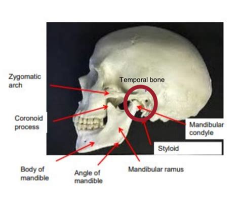 TMJ Anatomy Flashcards Quizlet