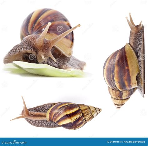 Giant African land snail stock photo. Image of slug, invertebrate ...