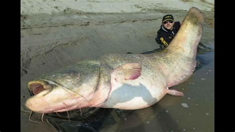 Largest Catfish Ever Found