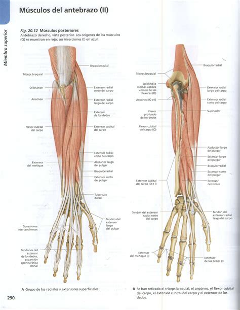 Disecci N De Antebrazo Posterior Medicina Valera