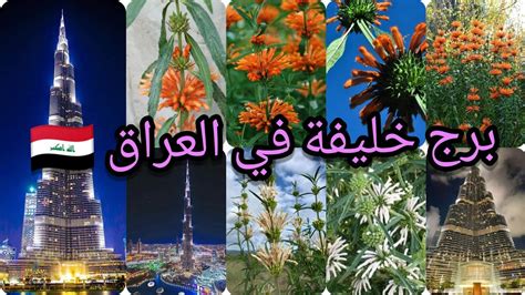 نبات أذن الأسد الذنبية Leonotis leonurus برج خليفة نبات طبي موجود