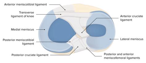 Meniscus Ligament Knee Anatomy