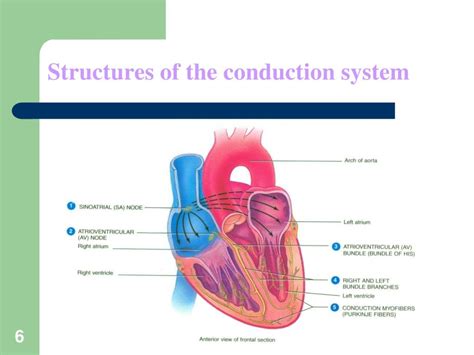 Ppt Conduction System Of The Heart Powerpoint Presentation Free