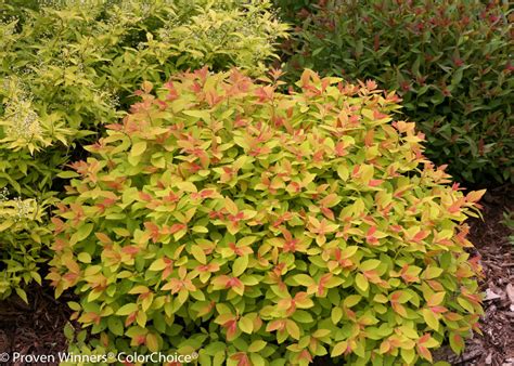 Double Play® Artisan® - Spirea - Spiraea japonica | Proven Winners