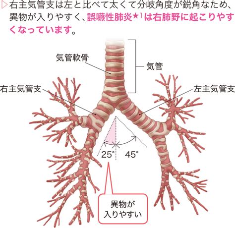 呼吸器の解剖 看護roo [カンゴルー]