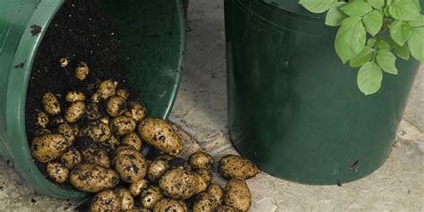 Une Tour De Pommes De Terre Dans Son Petit Jardin Potager Jardin Et