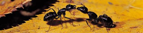 Ants Pest Control Dubai Al Mobidoon Pests Control Dubai