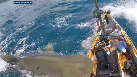 Video Shows Shark Attacking Kayak Off Coast Of Hawaii Youtube