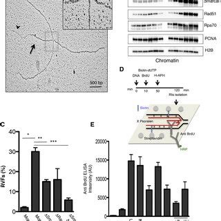 Smarcal Dependent Regulation Of Rvfs A Em Micrograph Showing Rvf