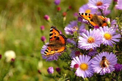 Imagens De Borboletas E Flores - Fotos de Borboleta flores, Imagens de Borboleta flores sem royalties ...