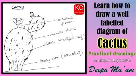 Parts Of A Cactus Diagram New Functional Foods With Cactus C