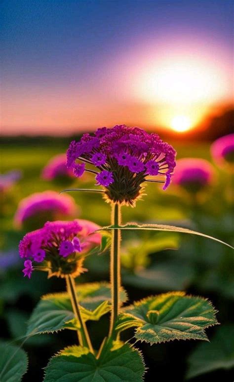 Épinglé par Sad Ahmed sur Flowers Fond d écran coloré Belles fleurs