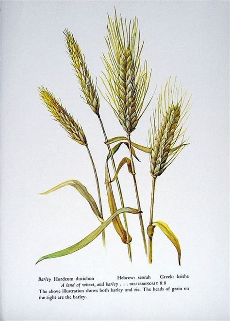 Barley Wheat Berries And Rice Botanical Prints Barley Antique Botanical Print