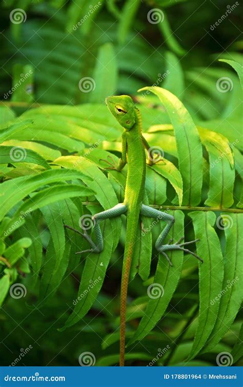 Camoflauge of Green Forest Lizard , Calotes Calotes Portrait of Exotic ...