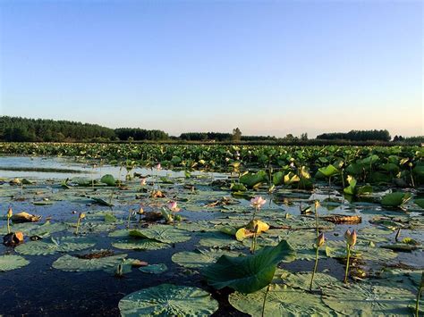 Anzali Lagoon Visit Iran