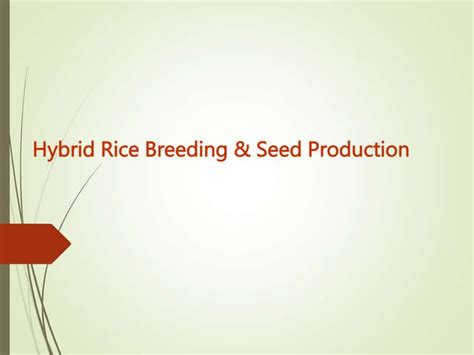 Hybrid Rice Breeding And Seed Production Ppt Free Download