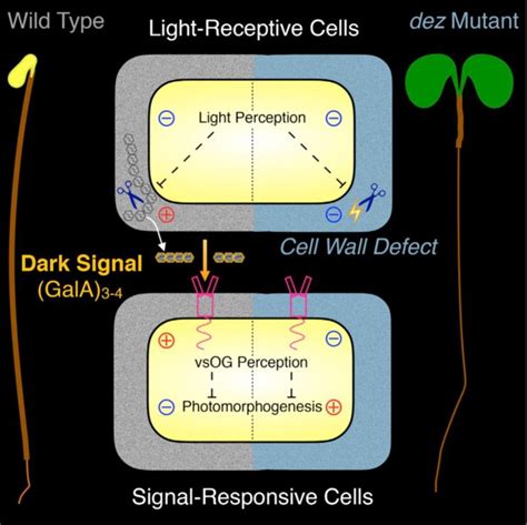 Plantae Repression Of Photomorphogenesis By A Small Cell Wall Derived