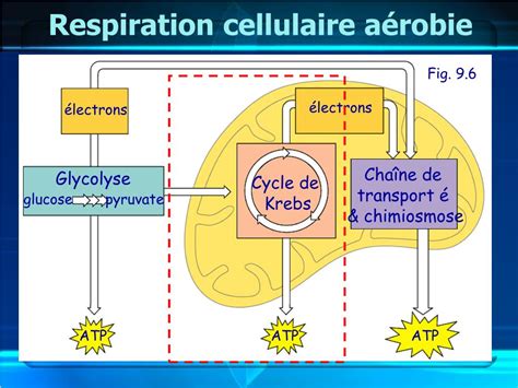 Ppt La Respiration Cellulaire Powerpoint Presentation Free Download