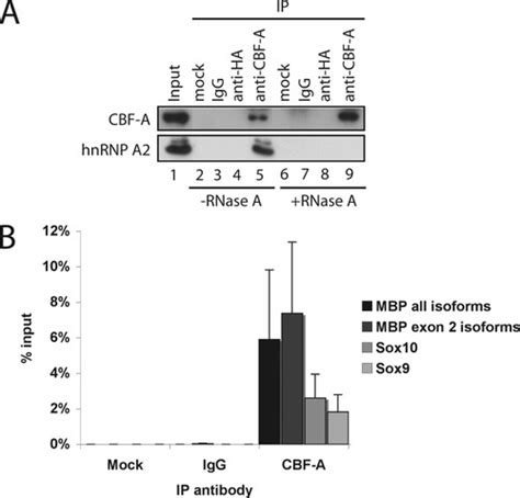 In Cultured Oligodendrocytes The A B Type HnRNP CBF A Accompanies MBP