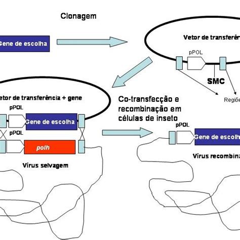 Esquema de construção de baculovírus recombinates via transposição