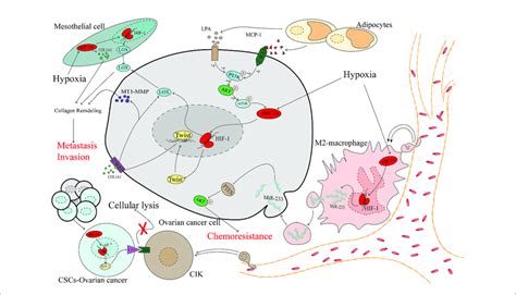 The Complex Microenvironment Accelerates The Development Of Ovarian