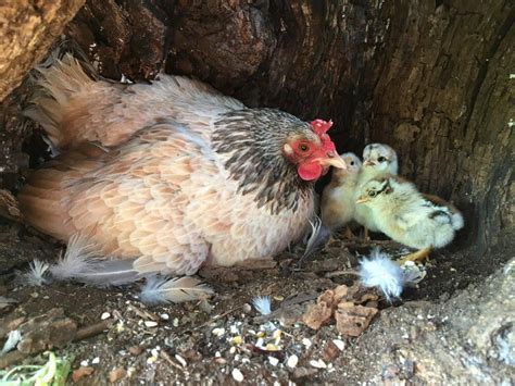 Monza Dalle Pulizie Di Primavera Spunta Una Gallinella Con 11 Pulcini