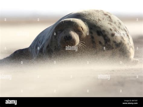 Grey Seal Halichoerus Grypus On The Look Out On Beach In Sandstorm