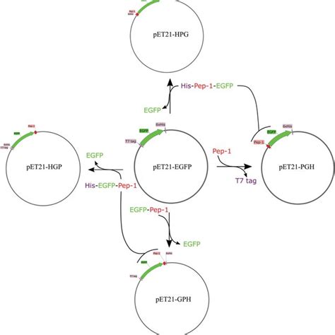 Schematic Diagram Of The Procedure For Plasmid Construction Download