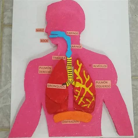 Stranac Parametri Pripremiti Maquetas Aparato Respiratorio Perceivno