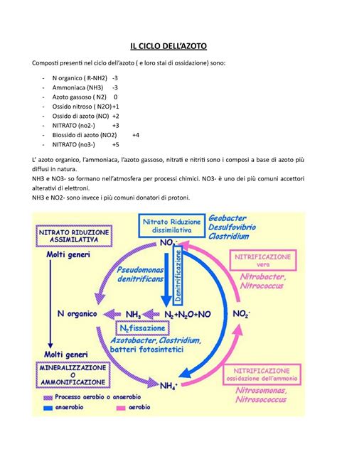 7 Ciclo Dell Azoto Il Ciclo Dellazoto Composti Presenti Nel Ciclo