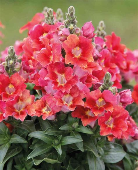 Dazzling Lips Antirrhinum Collection