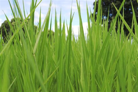 Plantas Daninhas Problema Que Brota Nos Campos E Derruba A