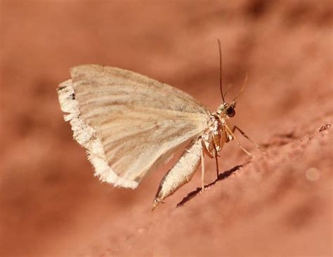 Little Brown Moth Bugguidenet