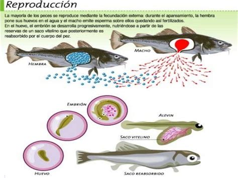 Descubre Cómo Se Reproducen Los Peces ¡¡resumen ImÁgenes