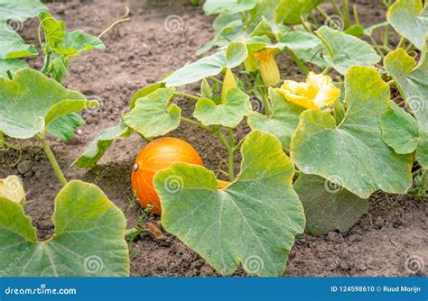 Organically Cultivated Pumpkin Plants In The Field From Close Stock