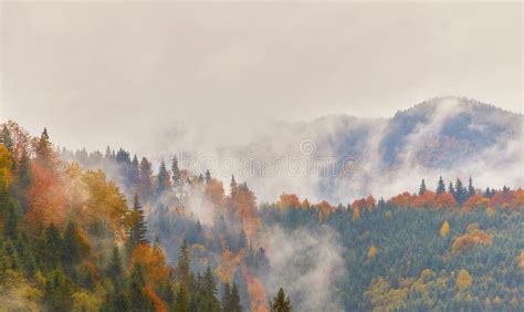 Fog Landscape Forest Mountains, Trees View Mist Stock Photo - Image of ...