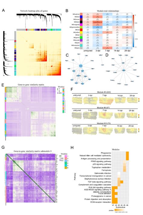 Spatiotemporal Dynamics Of Genes Expression During The Maturation Of