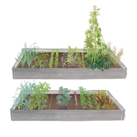 BOTANICAL — Bryony Fripp Illustration