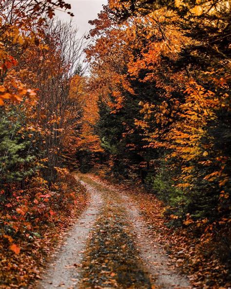 Take The Scenic Route Autumn Magic Autumn Cozy Autumn Fall Autumn