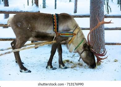 Reindeer Grazing Snow Lapland Finland Stock Photo 713176990 | Shutterstock