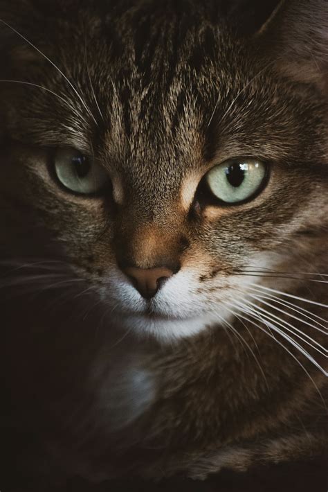 Barnes Veterinary Neurology