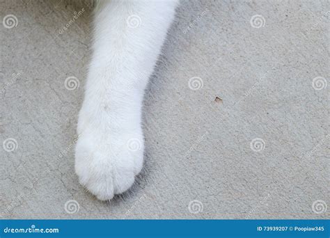 Las Patas Del Gato Blanco Del Primer Imagen De Archivo Imagen De